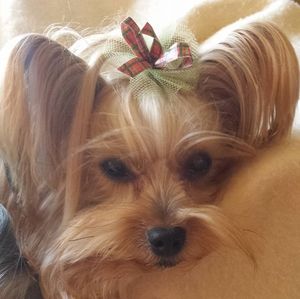 Meet your Posher, Lisa